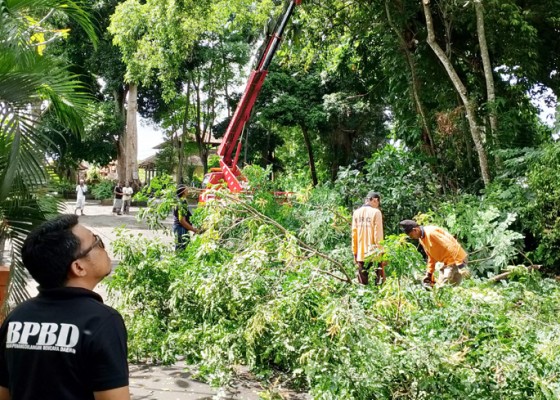Nusabali.com - bpbd-pangkas-pohon-berpotensi-tumbang
