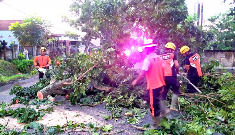 www.nusabali.com-ditabrak-truk-dahan-pohon-tumbang-di-jalan-denpasar-gilimanuk