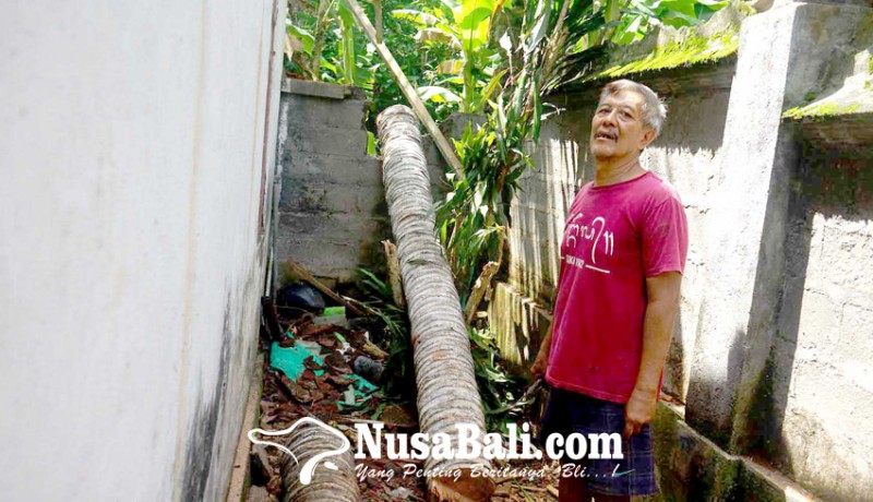 www.nusabali.com-pohon-kelapa-tumbang-timpa-rumah-dan-sakanem