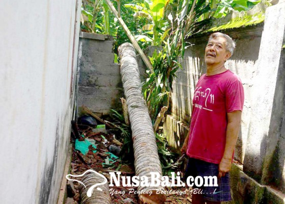 Nusabali.com - pohon-kelapa-tumbang-timpa-rumah-dan-sakanem