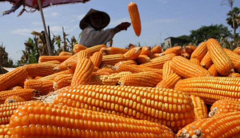 www.nusabali.com-pemerintah-berupaya-cegah-harga-jagung-anjlok-selama-panen-raya
