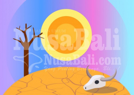 Nusabali.com - 1285-ha-sawah-di-seltim-kekeringan