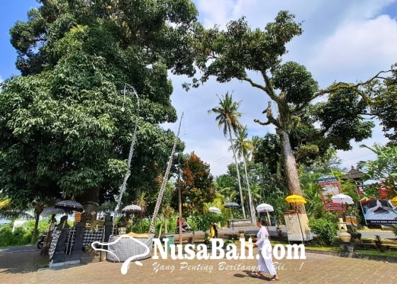 Nusabali.com - kisah-pohon-mangga-kembar-penyelamat-warga-dari-serangan-musuh