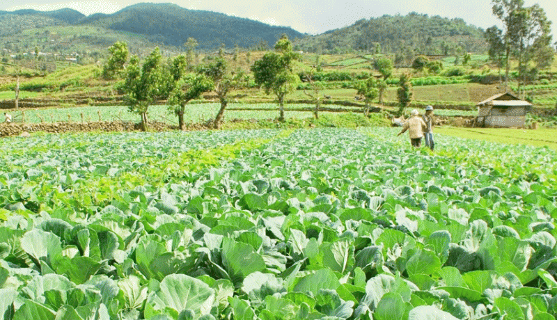 www.nusabali.com-pertanian-hortikultura-semangati-petani