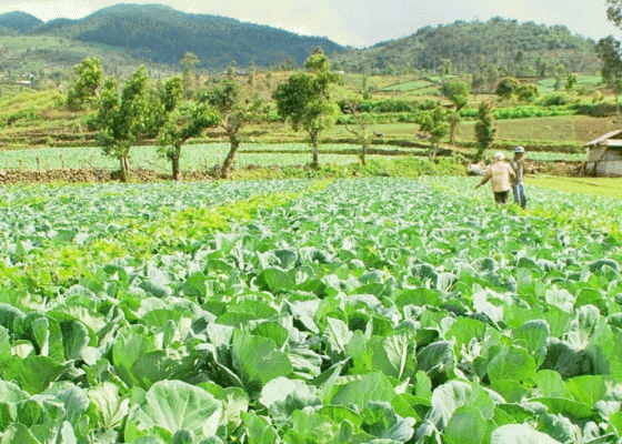 Nusabali.com - pertanian-hortikultura-semangati-petani