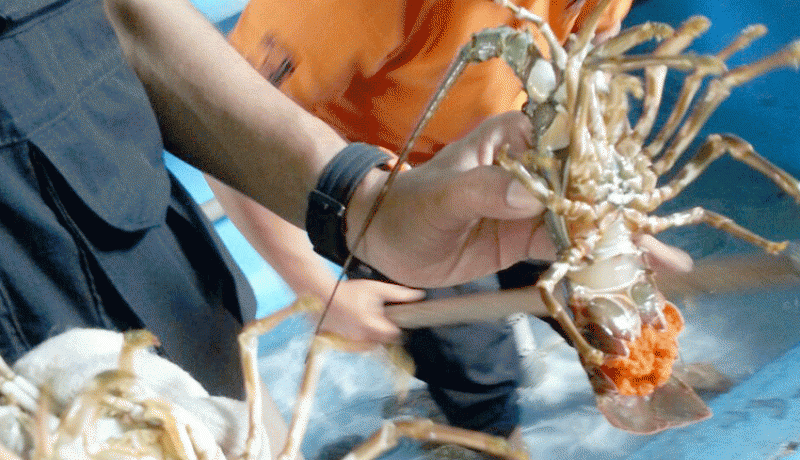 www.nusabali.com-ratusan-lobster-dilepasliarkan-di-pandawa