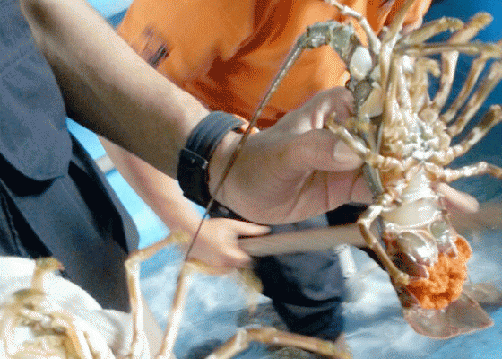 Nusabali.com - ratusan-lobster-dilepasliarkan-di-pandawa