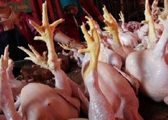 Nusabali.com - pasokan-berkurang-harga-daging-ayam-tinggi