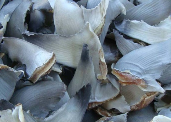 Nusabali.com - ekspor-sirip-hiu-hilang-kepiting-dari-luar-bali