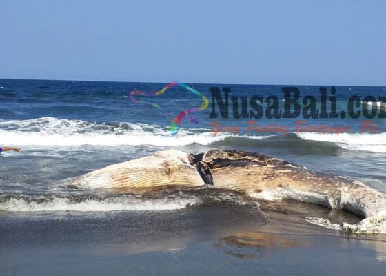 Nusabali.com - bangkai-ikan-paus-terdampar-di-pantai-yeh-kuning