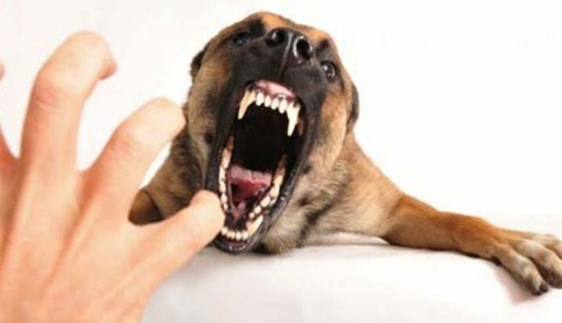 www.nusabali.com-balita-tergigit-anjing-suspect-rabies