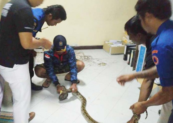 Nusabali.com - ular-sepanjang-dua-meter-masuk-ke-plafon-kamar