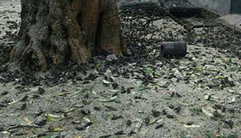 www.nusabali.com-ribuan-burung-mati-diduga-keracunan