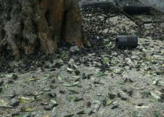 Nusabali.com - ribuan-burung-mati-diduga-keracunan