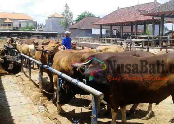 Nusabali.com - harga-sapi-sempat-bergejolak