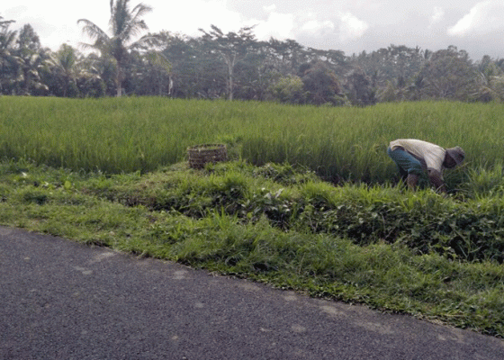 Nusabali.com - petani-subak-tegalalang-terancam-gagal-panen