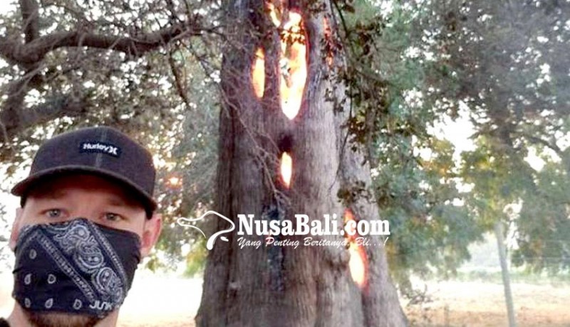 www.nusabali.com-api-hanya-bakar-bagian-dalam-batang