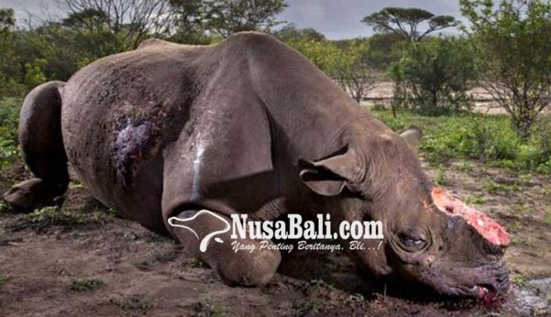 www.nusabali.com-foto-pembantaian-badak-raih-penghargaan-dunia