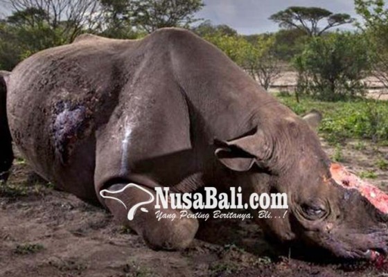 Nusabali.com - foto-pembantaian-badak-raih-penghargaan-dunia