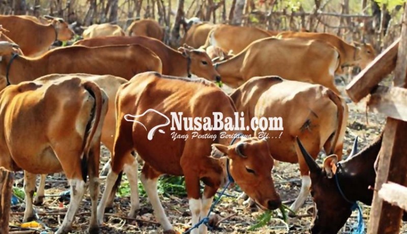 www.nusabali.com-jumlah-sapi-pengungsi-gunung-agung-berkurang