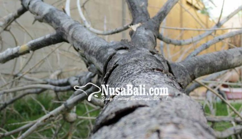 www.nusabali.com-urc-perindang-rompes-pohon-antisipasi-tumbang-saat-hujan