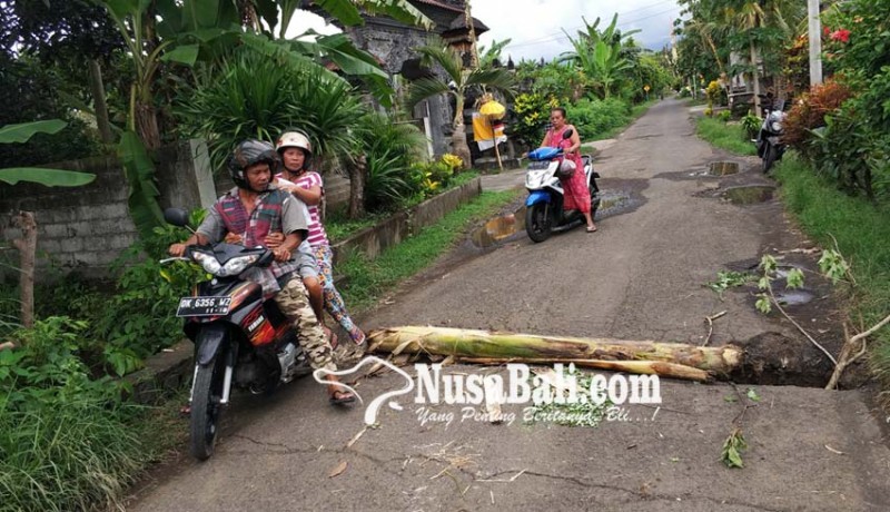 www.nusabali.com-jalan-dipasangi-batang-pohon-pisang