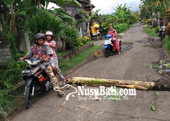 Nusabali.com - jalan-dipasangi-batang-pohon-pisang