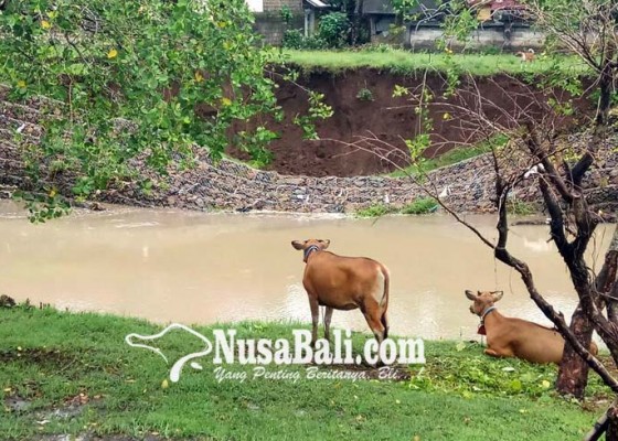 Nusabali.com - baru-empat-bulan-rampung-senderan-sungai-samblong-ambrol
