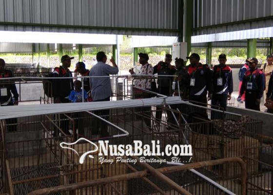 Nusabali.com - limbah-sapi-numpuk-di-lokasi-penampungan
