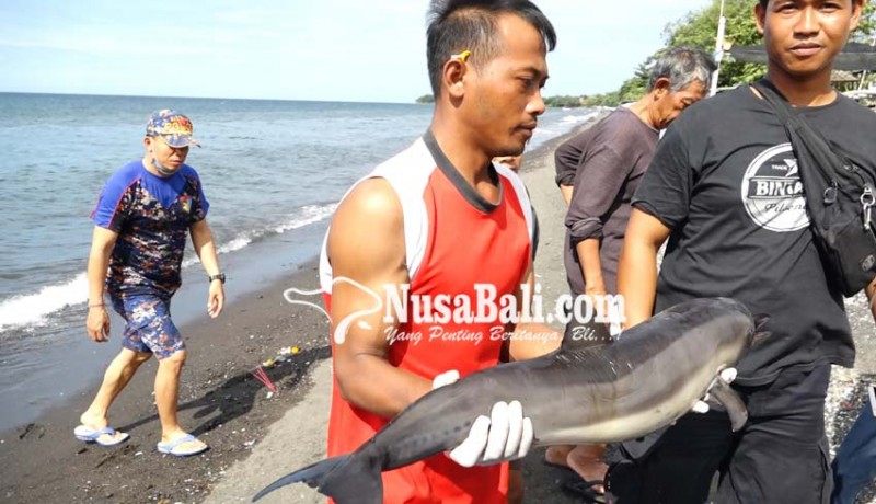www.nusabali.com-anak-lumba-lumba-ditemukan-di-laut-penimbangan