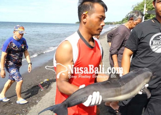 Nusabali.com - anak-lumba-lumba-ditemukan-di-laut-penimbangan