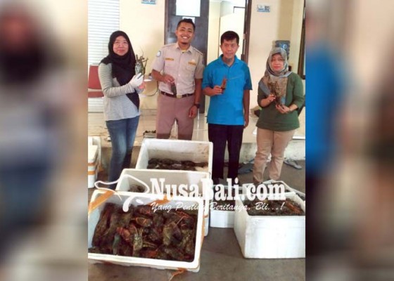 Nusabali.com - ratusan-ekor-lobster-beku-di-antara-tumpukan-kelapa-gagal-diselundupkan