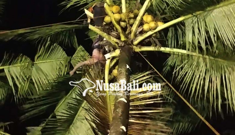 www.nusabali.com-asma-kambuh-tewas-di-atas-pohon-kelapa