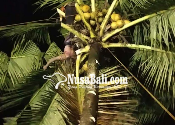 Nusabali.com - asma-kambuh-tewas-di-atas-pohon-kelapa