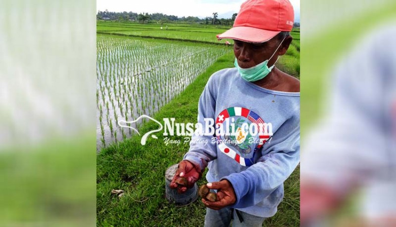 www.nusabali.com-petani-subak-pangkung-gondang-dipusingkan-serangan-hama-keong