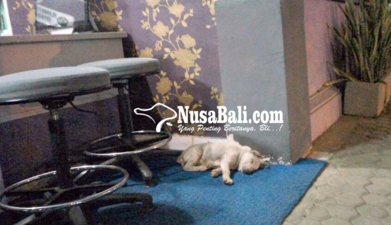 www.nusabali.com-anjing-berkeliaran-di-rsud-bangli