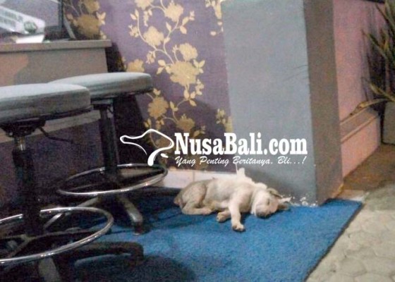 Nusabali.com - anjing-berkeliaran-di-rsud-bangli