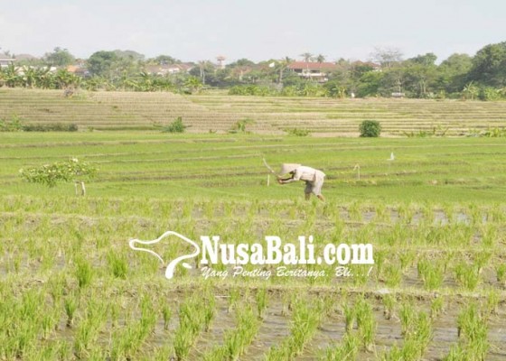 Nusabali.com - diusulkan-17020-hektare-jadi-lahan-pertanian-abadi