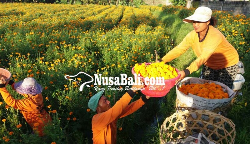 www.nusabali.com-sewa-8-hektare-sawah-di-pengungsian-buat-bisnis-bunga-gumitir