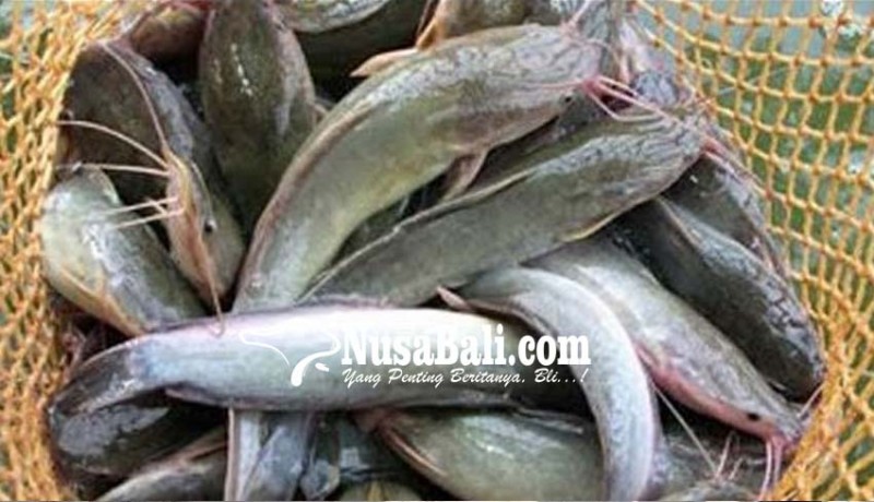 www.nusabali.com-dinas-perikanan-kembangkan-bioflok-di-4-kecamatan