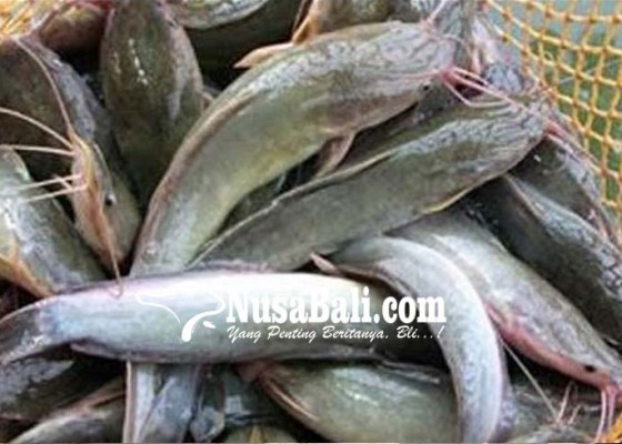 Nusabali.com - dinas-perikanan-kembangkan-bioflok-di-4-kecamatan