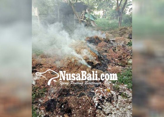 Nusabali.com - pembakaran-sampah-kulit-bawang-dikeluhkan