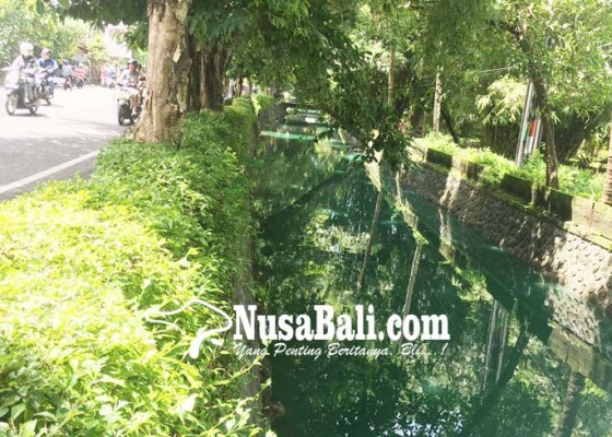 Nusabali.com - sungai-imam-bonjol-berubah-menjadi-hijau