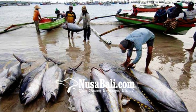 www.nusabali.com-ikan-tuna-langka-nelayan-kelimpungan