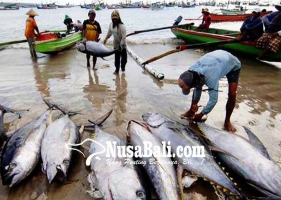 Nusabali.com - ikan-tuna-langka-nelayan-kelimpungan