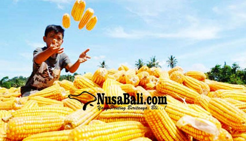 www.nusabali.com-hkti-japfa-beli-jagung-petani