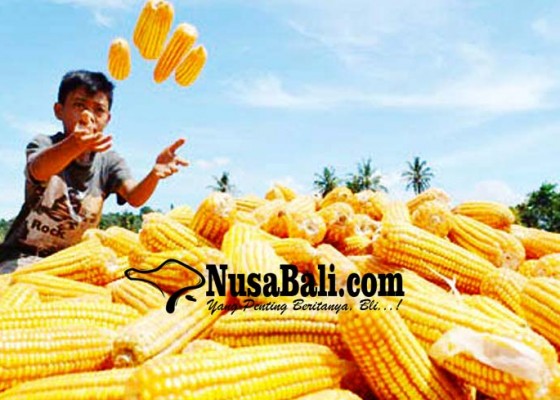 Nusabali.com - hkti-japfa-beli-jagung-petani