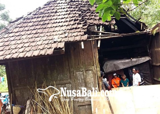 Nusabali.com - rumah-dadong-tertimpa-pohon-aren