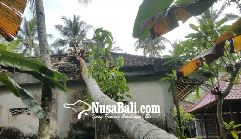 www.nusabali.com-pohon-kelapa-timpa-rumah