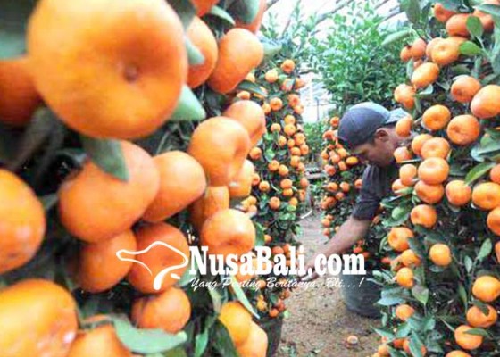 Nusabali.com - jelang-imlek-impor-jeruk-mandarin-tumbuh-1727